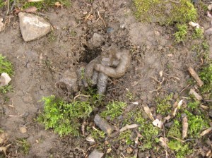 A badger latrine pit