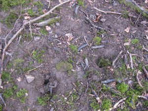 Pits of badger latrine
