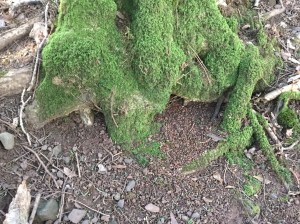 Collection of eaten yew berry seeds beneath a tree.
