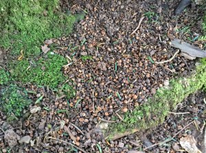 Collection of eaten yew berry seeds beneath a tree