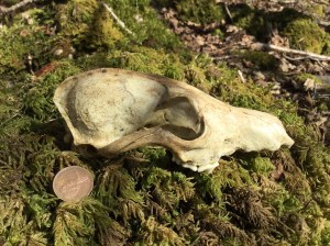Badger skull - the lower jaw is missing