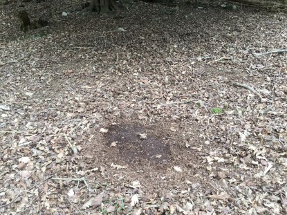 Leaf litter cleared to bear earth by roe deer