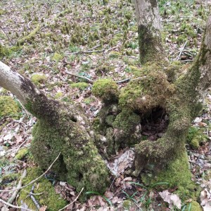Uncared for coppice stools become old and knarled