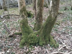 Thick trunks grow on coppice left uncared for