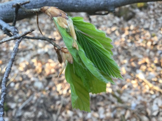 Beech leaves unfurl