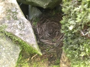 A robin is nesting in a hole in the dry stone wall.