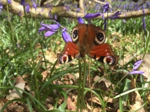 April and the first butterfly