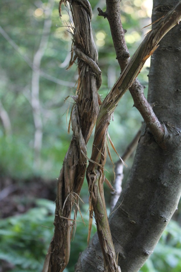 The trees hold the honeysuckle as it grows