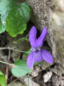Violets are dotted through the wood