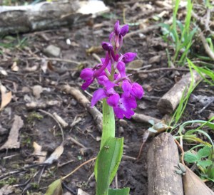 Orchis mascula