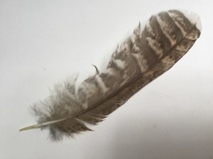 I found this tawny owl feather on the way to the dock
