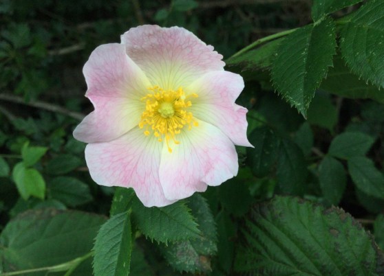A beauty of the hedgerows