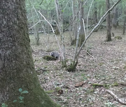 The badgers are up in daylight at the moment